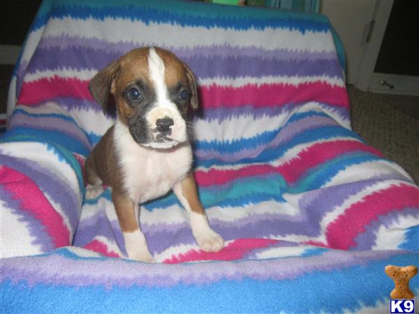 Puppies in KY